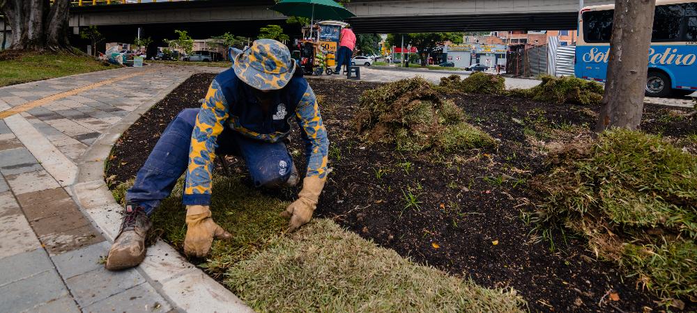 Con la siembra de nuevos árboles y jardines mejoran las condiciones ambientales en el centro